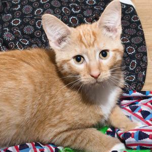 ellen k1_2_3, kitten, available for adoption