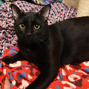 Figaro, adult, available for adoption