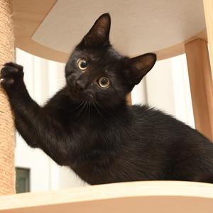 mk one, kitten, available for adoption