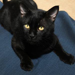 Tripper, adult, available for adoption