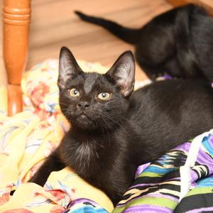 Ashley k3, kitten, available for adoption