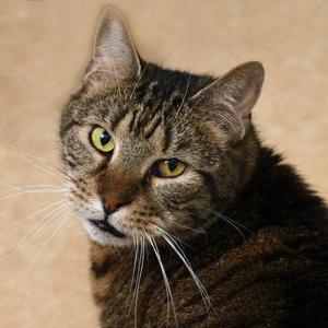 Benjamin KC, senior, available for adoption