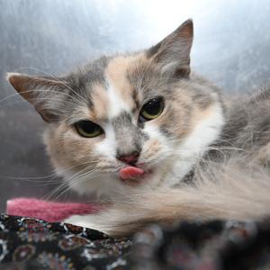 Flora vinic, adult, available for adoption