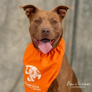 CANELO, Pit Bull Terrier / Mixed Breed, young, available for adoption