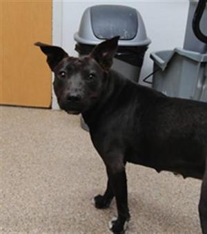 BOO, Pit Bull Terrier / Mixed Breed, young, available for adoption