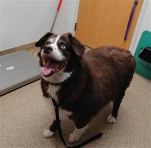CHARLIE, Border Collie / Mixed Breed, adult, available for adoption