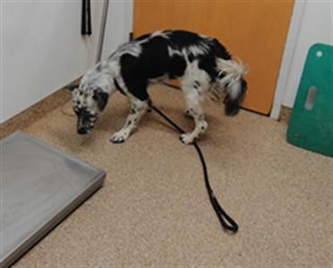 CHALUPA, Australian Shepherd / Mixed Breed, young, available for adoption