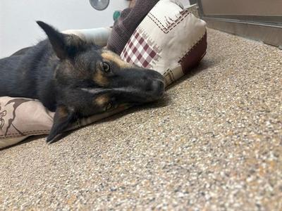 ANITA, Australian Shepherd / Mixed Breed, young, available for adoption