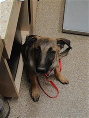 ADDY, German Shepherd Dog / Mixed Breed, young, available for adoption