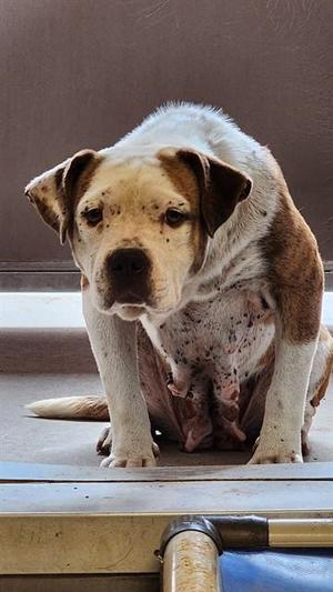 DANDY, Pit Bull Terrier / Mixed Breed, young, available for adoption