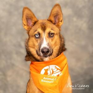 CINNAMON, Siberian Husky / Mixed Breed, young, available for adoption