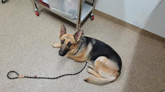 A German Shepherd dog lying on a carpeted floor with a leash attached to its collar.