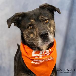 CERBERUS, Pit Bull Terrier / Mixed Breed, adult, available for adoption