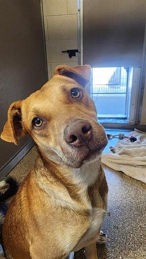 BISCUIT, Boxer / Mixed Breed, young, available for adoption
