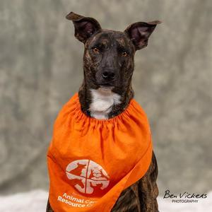 BELLA, Pit Bull Terrier / Mixed Breed, young, available for adoption
