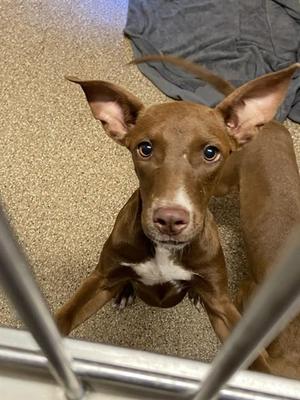 DIABLA, Doberman Pinscher / Mixed Breed, puppy, available for adoption