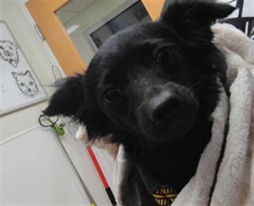 BLAKE, Chihuahua / Mixed Breed, young, available for adoption