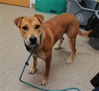 BRODY, Labrador Retriever / Mixed Breed, young, available for adoption