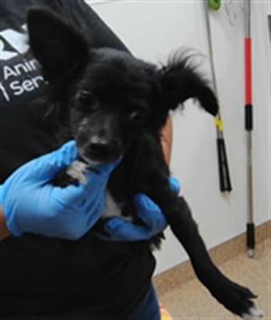 ANGEL, Chihuahua / Mixed Breed, adult, available for adoption