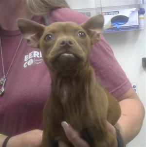 A small brown dog being held by a person in a pink shirt.