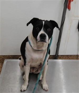 A black and white dog sitting on a metal surface, wearing a blue leash.