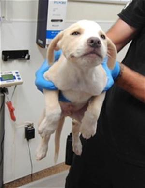 DUCK, German Shorthaired Pointer / Mixed Breed, puppy, available for adoption