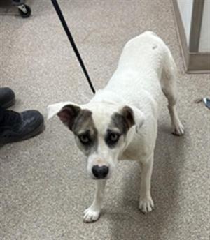 A white dog with black markings on its face and ears, standing on a carpeted floor, looking directly at the camera.