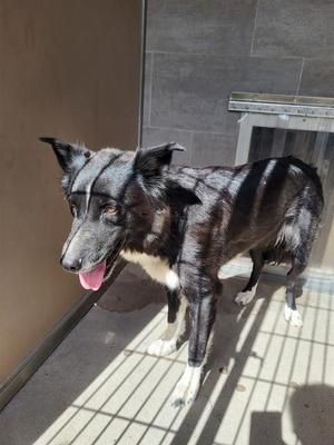 A black and white dog with pointed ears and a pink tongue sticking out, standing on a tiled floor with shadows cast by a window.