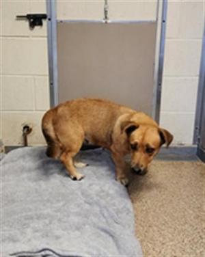 a brown dog standing on a gray blanket in a room with a tiled wall