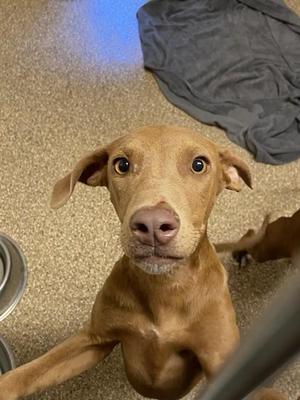 BELIAL, Doberman Pinscher / Mixed Breed, puppy, available for adoption