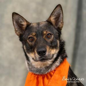 APHRODITE, German Shepherd Dog / Mixed Breed, young, available for adoption