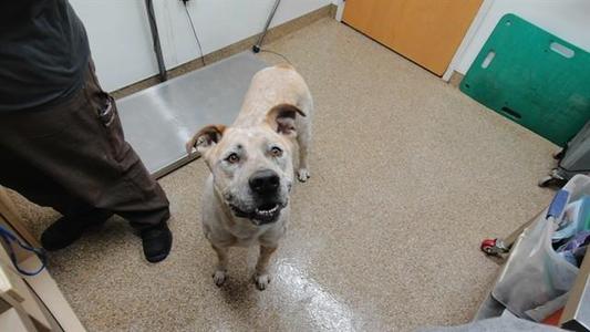 A light-colored dog with floppy ears and a black nose is standing on a tiled floor, looking up at the camera. A person's legs are visible on the left side of the image, and there is a green plastic container and a metal scale in the background.