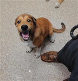 DAISY, Rottweiler / Mixed Breed, young, available for adoption