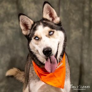 BLUES, Siberian Husky / Mixed Breed, adult, available for adoption