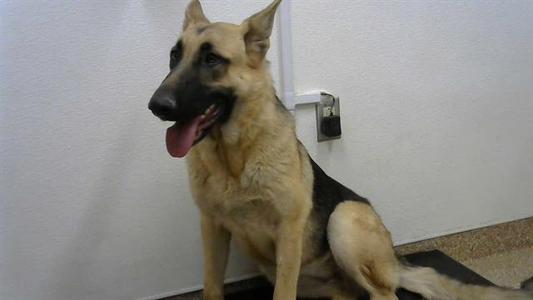 DIXIE, German Shepherd Dog / Mixed Breed, adult, available for adoption
