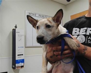 DAFFODIL, Australian Cattle Dog / Blue Heeler / Mixed Breed, young, available for adoption