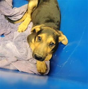 DALE, German Shepherd Dog / Mixed Breed, puppy, available for adoption