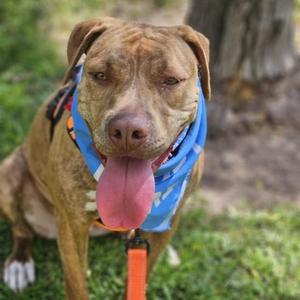 A brown dog with a blue bandana and an orange leash, standing on grass.