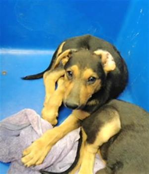 CHIP, German Shepherd Dog / Mixed Breed, puppy, available for adoption
