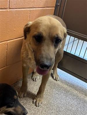BLONDIE, Rottweiler / Mixed Breed, young, available for adoption