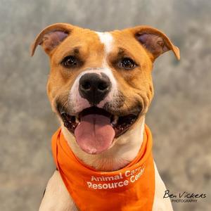 CHUCK, Pit Bull Terrier / Mixed Breed, young, available for adoption