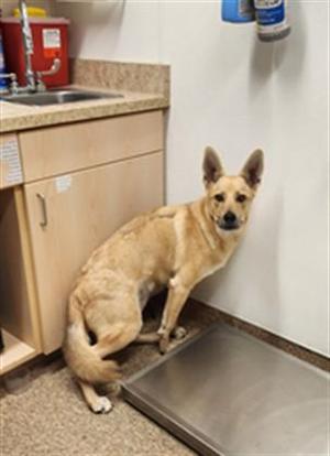 BASH, Anatolian Shepherd / Mixed Breed, young, available for adoption