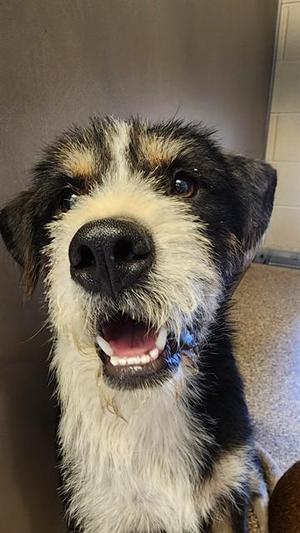 COOKIE, Schnauzer / Mixed Breed, young, available for adoption