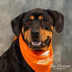 BEANS, Rottweiler, adult, available for adoption