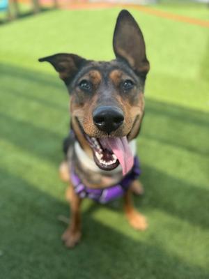 A happy dog with a black and brown coat, wearing a purple harness, standing on a green artificial turf with its tongue out.