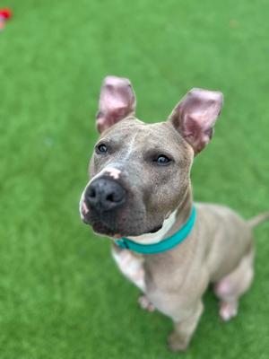 A brown dog with a blue collar standing on green grass, looking up at the camera.