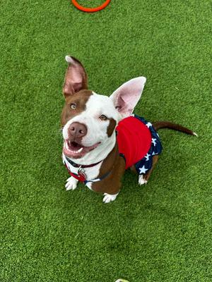 Saffron, Mixed Breed, adult, available for adoption