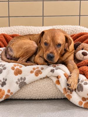 Maisey, Labrador Retriever, adult, available for adoption