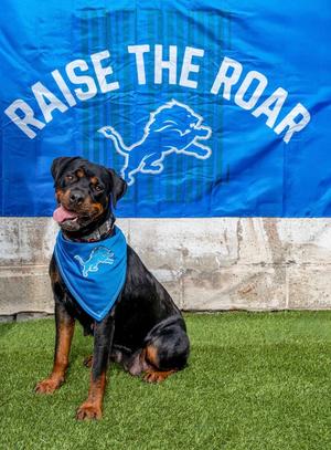 Yani, Rottweiler, adult, available for adoption