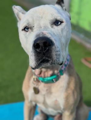 Frank Sinatra, Mixed Breed, adult, available for adoption